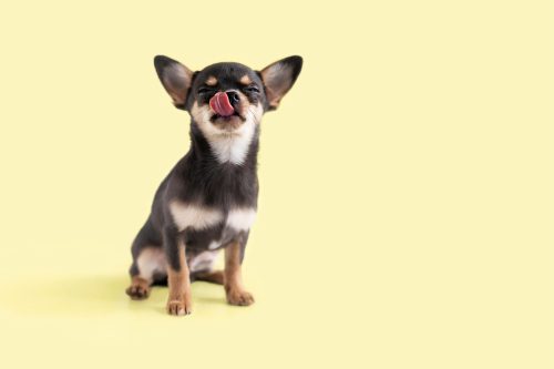 Chihuahua with tongue out