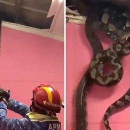 Gigantic Snakes Fall Through Ceiling Into Bedroom After Owner Hears "Strange Noises"