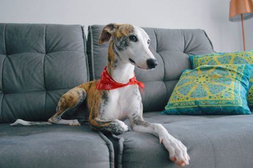 A whippet dog lying on a gray sofa, with a red scarf around the neck