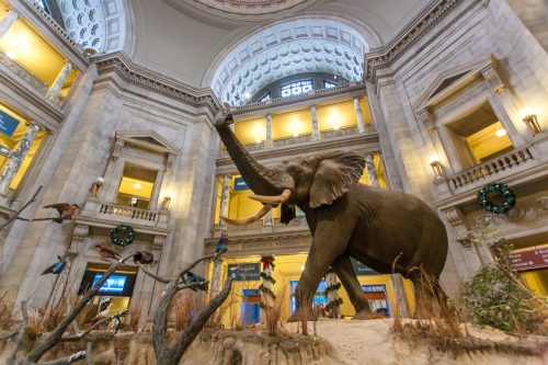 African Elephant in National Museum of Natural History