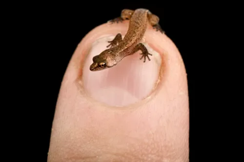 dwarf gecko on finger