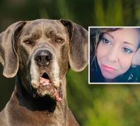 Mother Mauled to Death by Great Danes