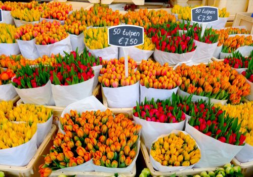Tulip Market