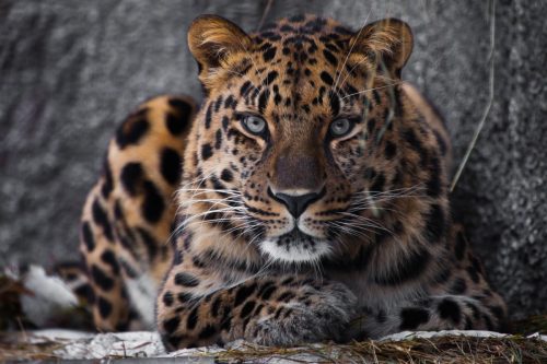 amiur leopard, one of the rarest species on Earth