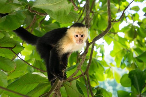White-Headed Capuchin monkey in the rainforest