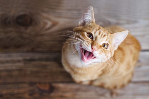 Ginger tabby young cat sitting on a wooden floor looks up and meowing