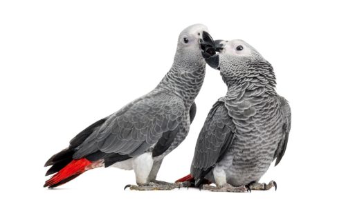 Two African Grey Parrots pecking