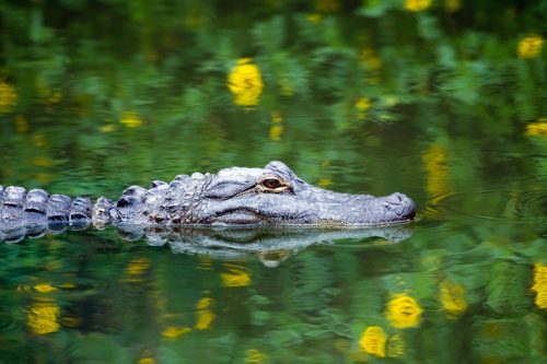 American Alligator Swimming in Everglades with colorful reflection in water