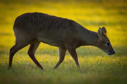 A side shot of Chinese water deer walking on the grass