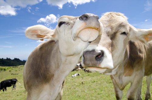 cows rubbing faces