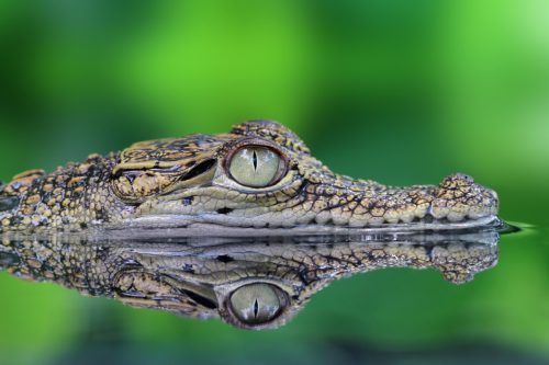 crocodile floating in river
