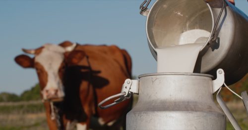 Farmer pours milk into can with cow watching in the background