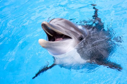 dolphin poking his head out of the water
