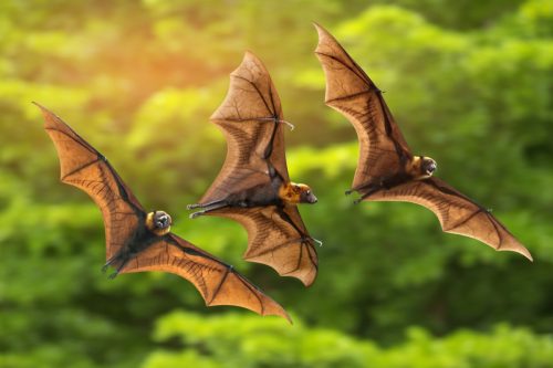 Bats flying on green background