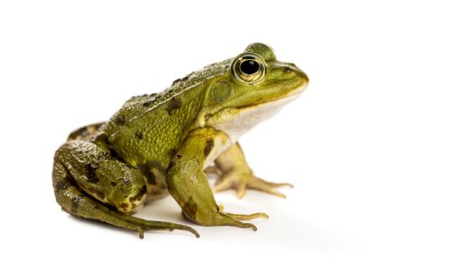 common frog over white background