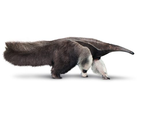 Giant anteater or Myrmecophaga tridactyla isolated is on White Background