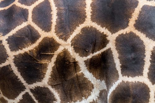 close up of a giraffe skin texture