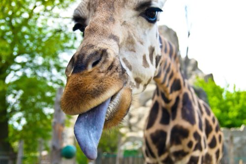 giraffe sticking his tongue out