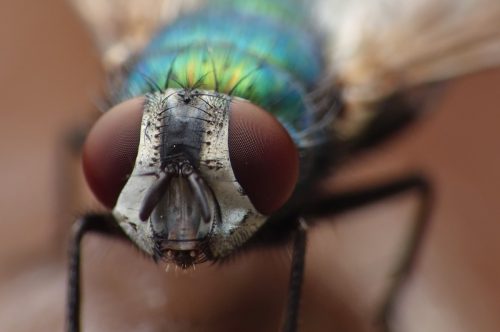 close-up image of a housefly