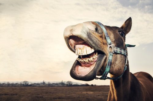 Funny portrait of smiling horse with teeth