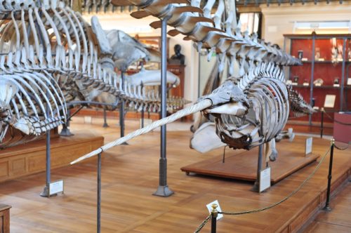 narwhal skeleton placed at a museum