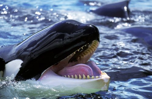 orca whale with his mouth open
