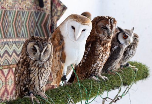 group of different types of owls sitting on a branch