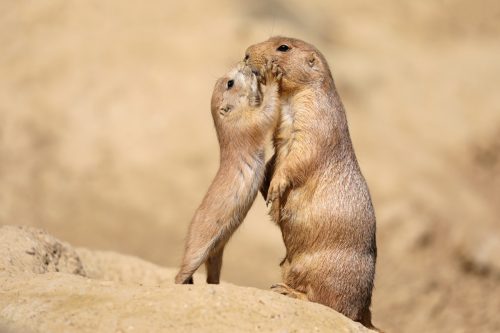 prairie dog mother and baby kissing