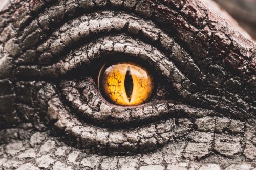 close-up yellow eye representing a primitive crocodile
