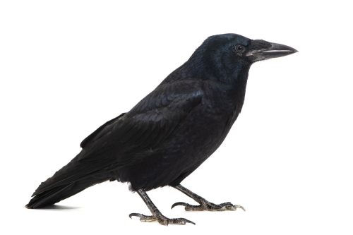 raven against a white background