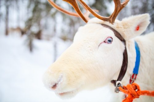 white reindeer with true blue eyes