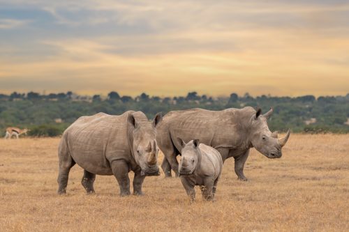 group of white rhino