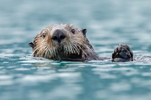 sea otter poking his head out of the water