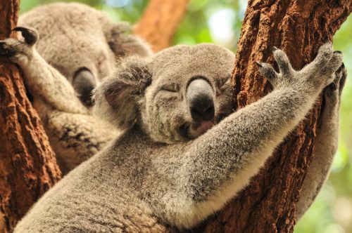 koala sleeping against a tree