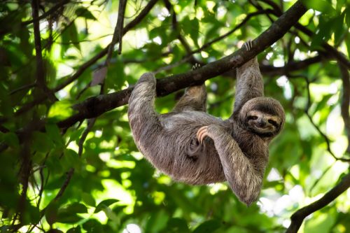 adult sloth hanging from a tree