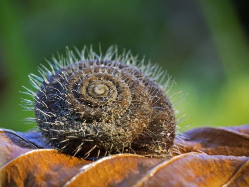 hairy snail