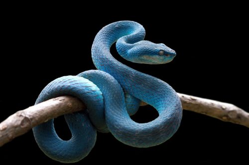 blue snake slithering on a tree branch