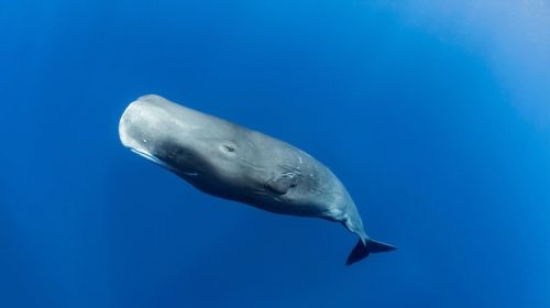 sperm whale photographed underwater