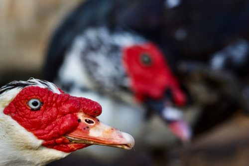 Spur Winged Goose close-up