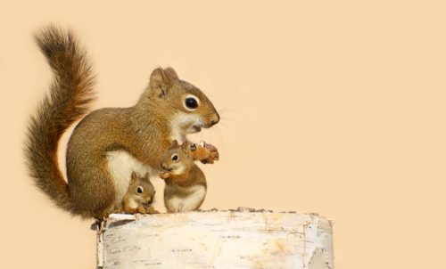 A mother squirrel and her two babies eating sunflower seeds