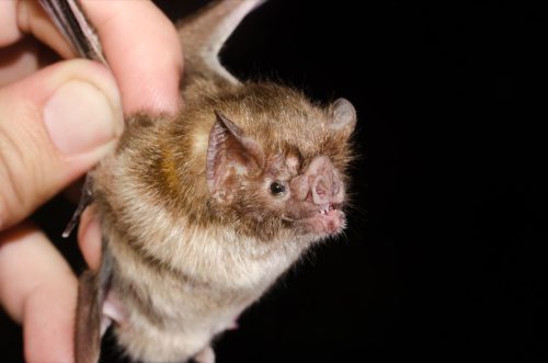 man holding a common vampire bat