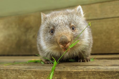 wombat eating a piece of grass