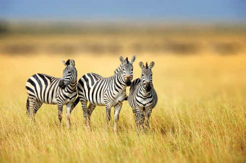 group of zebras in tall grass
