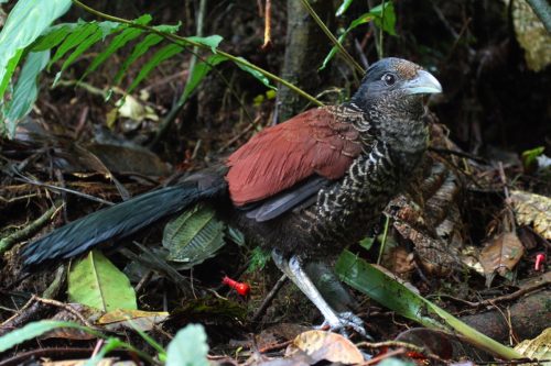 the endangered banded ground cuckoo