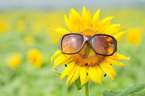 sunflower wearing sunglasses