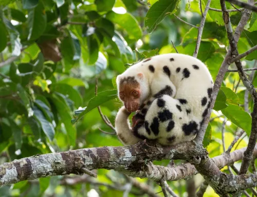 the black spotted cuscus, a very rare animal