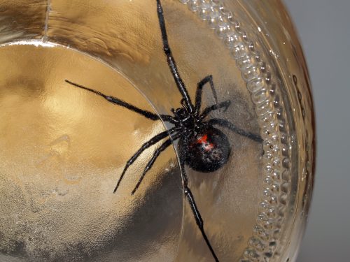 Black widow spider in jar