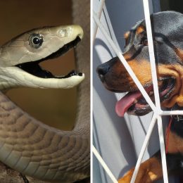 Hero Dog Saves Its Owner From Snake