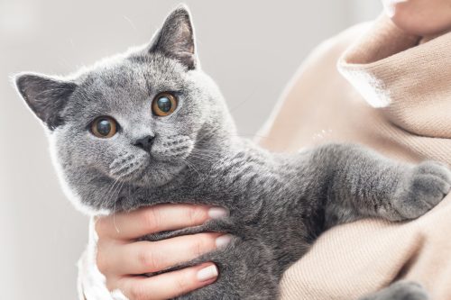 A gray British Shorthair Cat being held by a woman in a beige sweater