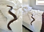 Huge Snake Found Sleeping in Bed